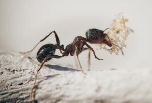 ants legs