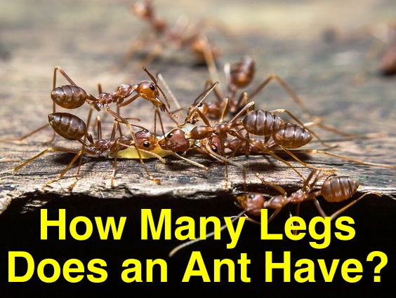 How many legs does an ant Have