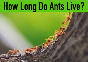 Ant-life-span