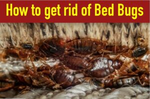 Get-rid-of-bed-bugs