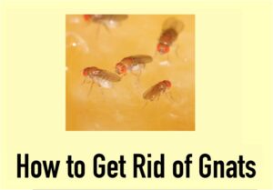 get-rid-of-Gnats
